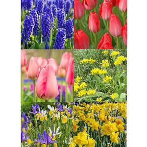 Big Buy Value 101 Promo Pack (101 Bulbs) Bee Friendly