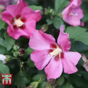 Hibiscus Woodbridge Standard 19cm Potted Plant x 1