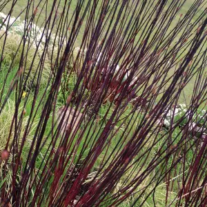 Cornus Kesselringii - Deciduous, Red-Purple Leaves, Compact Size (20-30cm Height Including Pot)