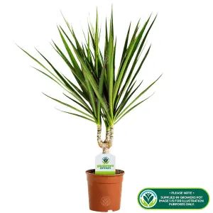 Dracaena marginata - Dragon Tree Indoor Plant (20-30cm Height Including Pot)