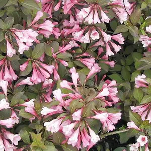 Weigela Purpurea Plant - Deep Purple Foliage, Compact Size, Attracts Pollinators (20-30cm Height Including Pot)