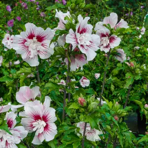 Hibiscus Starburst Chiffon in a 3L Pot Hibiscus Plants for Gardens