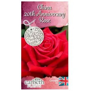 China Wedding Rose Bush Gift Wrapped - 20th Anniversary Plant