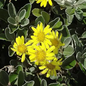 Brachyglottis Sunshine - Outdoor Flowering Shrub, Ideal for UK Gardens, Compact Size (15-30cm Height Including Pot)