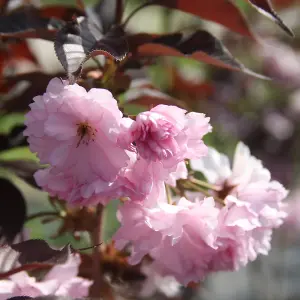 Prunus Royal Burgundy Tree - Deep Purple Foliage, Ornamental, Stunning Double Flowers (5-6ft)