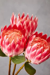 Fiori 62cm Protea Stem Pink Flower Artificial Plant Foliage