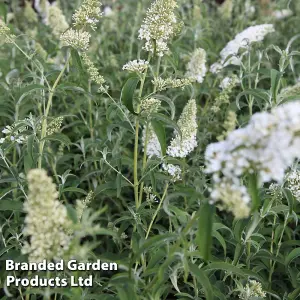 Buddleja Davidii White Profusion 3.6 Litre Potted Plant x 1