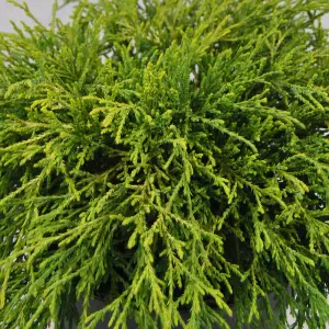 Chamaecyparis Sungold - Bright Green-Gold Foliage, Evergreen Conifer, Hardy (20-30cm Height Including Pot)