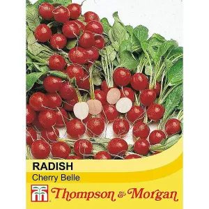 Radish Cherry Belle 1 Seed Packet