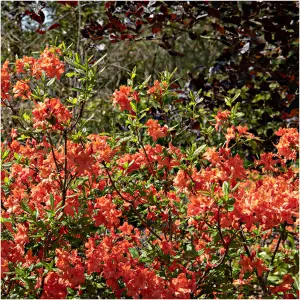 Rhododendron Hotspur Orange In 9cm Pot, Vibrant Orange Flowers