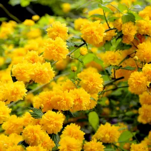 Kerria japonica 'Pleniflora' / Bachelor's Buttons Plant In 2L Pot, Double Yellow Flowers