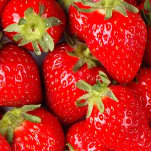 Strawberry Plant Mix - Grow Your Own Tasty Strawberry Sweet, Healthy Fruits (15-30cm Height incl Pot)