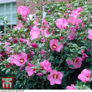 Hibiscus Woodbridge Standard 19cm Potted Plant x 1