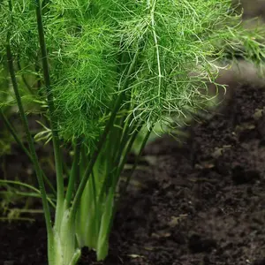 Herb Fennel 1 Seed Packet (250 Seeds)