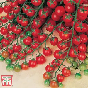 Tomato Sweet Success 1 Seed Packet (8 Seeds)