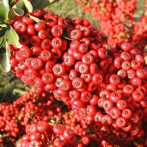 Saphyr Rouge Firethorn Outdoor Shrub Plant Pyracantha Garden Plants 2L Pot