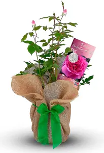 Fantastic at 50 Rose Bush Gift Wrapped - 50th Birthday Plant Gift