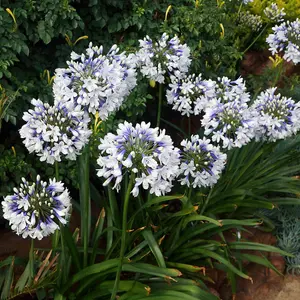 Agapanthus 'Twister' (African Lily) in 9cm Pot - Lovely Two Toned Flowers