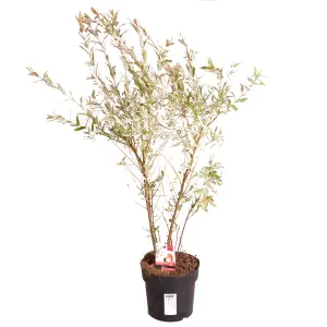 Salix Flamingo Bush in a 3L Pot