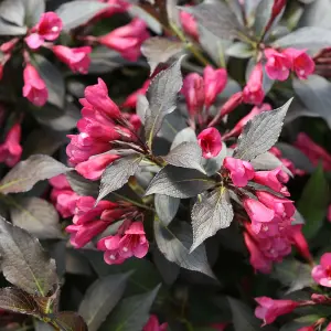 Weigela Wine and Roses Garden Plant - Dark Purple Foliage, Rosy Pink Blooms (15-30cm Height Including Pot)