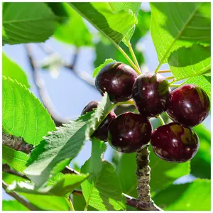 Dwarf Patio 'Early Rivers' Cherry Tree,Ready to Fruit,Large Dark Juicy Cherries 3FATPIGS