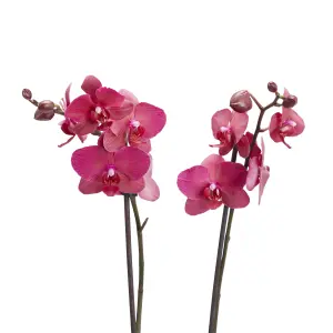 Verve Double Stem Moth orchid in Terracotta Plastic Grow pot 12cm