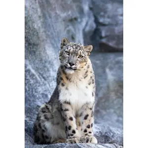 Snow Leopard by Cloudtail_the_Snow_Leopard - Wrapped Canvas Print 30cm H x 20cm W