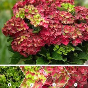 Ruby Tuesday Mophead Hydrangea Shrub Plant Hydrangea Macrophylla 2L Pot