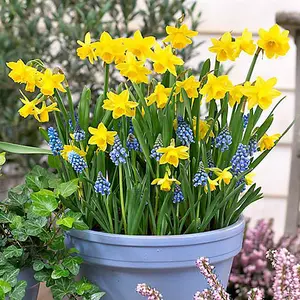 Plant o Mat Narcissus and Muscari Planting Kit. The Easy Way to Plant Bulbs