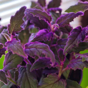 1 x Gynura aurantiaca Purple Passion Indoor Plant in 12cm Pot - Real Evergreen Trailing Houseplant Velvet Touch Foliage