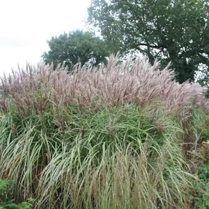 Malepartus Chinese Silver Grass Miscanthus Sinensis Outdoor Ornamental Plant 2L