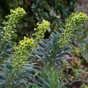 Euphorbia Black Pearl - Lime Green Cup-Shaped Flowers, Hardy Plant, Easy Care (15-30cm Height Including Pot)