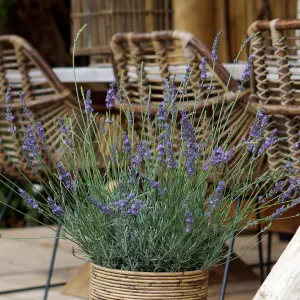 Lavender Lavandula intermedia 'Phenomenal' in a 2L Pot - Costal Plants for Gardens