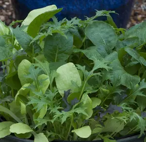 Salad Leaves Colourfully Mild Mix - Kew 1 Seed Packet