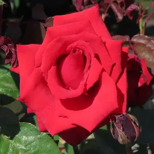 YouGarden Adam's Rose, Established Plant in 3-4L Pot, Ready to Plant Bush Rose for Pots, Beds, or Borders, Deep Red Hybrid Tea Flo