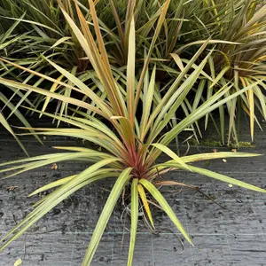 Cordyline Australis 'Red Heart' 2-3ft tall, in a 2L Pot, Stunning Foliage 3FATPIGS