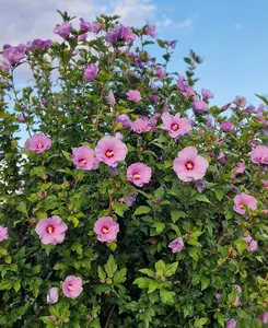 Hibiscus Russian Violet - Large Showy Blooms on This Hardy Shrub 1 x 9cm Pot