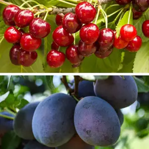 Dwarf Plum And Cherry Tree Collection 9cm Potted Plant x 2