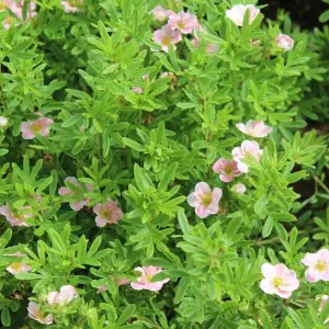 Potentilla Lovely Pink Garden Plant - Bright Pink Blooms, Compact Size (10-30cm Height Including Pot)