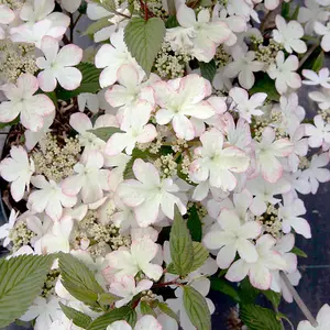 Viburnum Kilimanjaro Sunrise 9cm Pot x 1