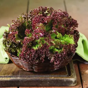 Lettuce Lollo Rossa 1 Seed Packet (250 Seeds)