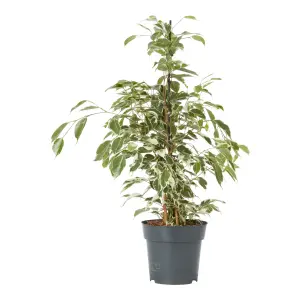 Verve Weeping fig in Terracotta Plastic Grow pot 17cm