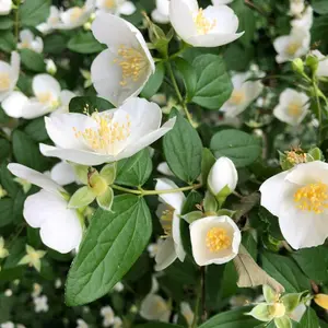 Philadelphus Virginal Plant in 9cm Pot - Double Bloom Mock Orange