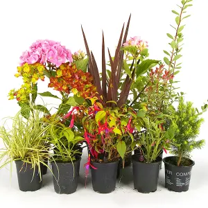 Shrub Mix - Outdoor Plants in 9cm Pots, Colourful Varieties, Hardy Plants (20-60cm, 5 Plants)