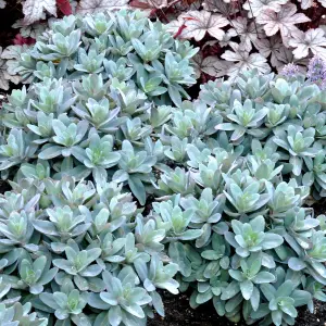 Gardeners Dream Sedum Marina (9cm)