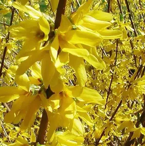 Direct Plants Forsythia Lynwoods Gold Shrubs Pack of 3 Bushes 3-4ft Plants Supplied in 3 Litre Pots