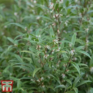 Sarcococca Hookeriana Digyna 2 Litre Potted Plant x 1