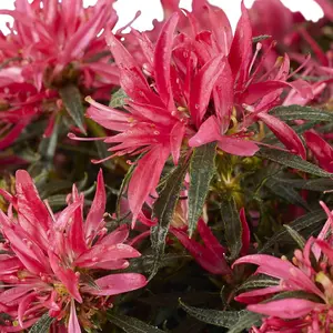 Azalea Starstyle Pink 10.5cm Potted Plant x 1