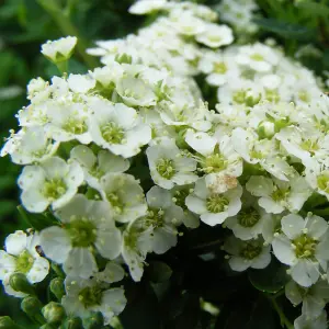 Spiraea Nipponica Snowmound 3.6 Litre Potted Plant x 2