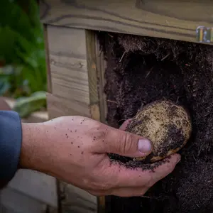 Potato Planter - Grow Your Own